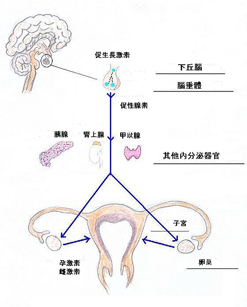 闭经
